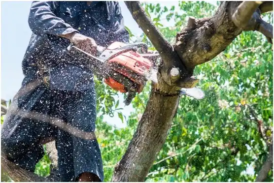 tree services Boise City